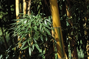 Images Dated 30th April 2007: Bamboo - Stubbles and foliage