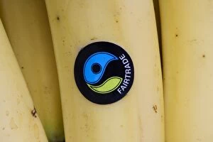 Banana - Fairtrade logo sticker on Waitrose banana
