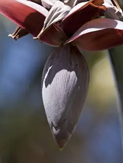Banana flower On New Caledonia
