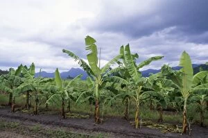 Images Dated 25th May 2006: Banana Plantation - on former Rainforest land Queensland Australia