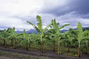 Banana Prints: Banana Plantation - on former Rainforest land Queensland Australia