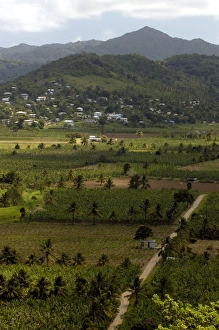 Images Dated 2nd August 2005: Banana Plantation St. Lucia