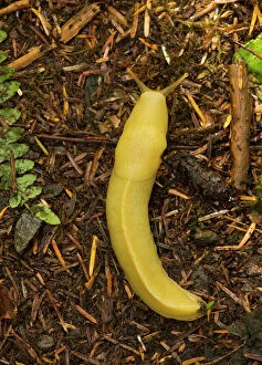 Images Dated 2nd August 2008: Banana Slug