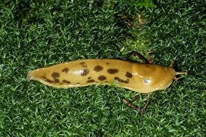 Gastropods Collection: Banana Slug