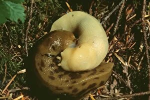 Banana Gallery: Banana Slug - pair mating