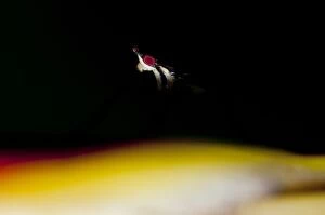Flies Gallery: Banana-stalk Fly Banana-stalk Fly in shadow on Crane Fl