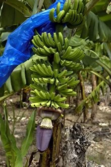 Images Dated 2nd August 2005: Banana Tree - This bunch of bananas has almost reached the development stage to require bagging
