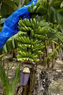 Plantations Prints: Banana Tree - This bunch of bananas has almost reached the development stage to require bagging