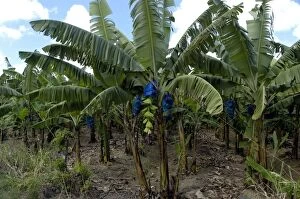 Images Dated 2nd August 2005: Banana Tree - Small part of banana plantation. All fruit destined for export are bagged for