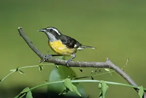 Bananaquits Prints: Bananaquit