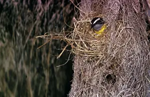 Bananaquit