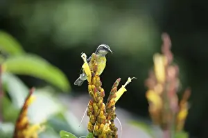 Bananaquit - Asa Wright Centre, Trinidad