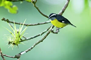 Bananaquit - on branch with air plant