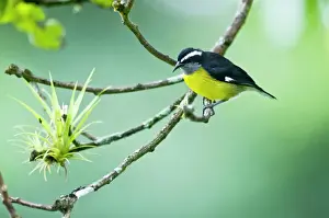 Caribbean Prints: Bananaquit - on branch with air plant - Asa Wright Centre - Trinidad