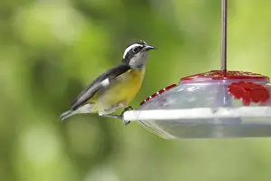 Bananaquit on nectar feeder - Asa Wright Centre, Trinidad