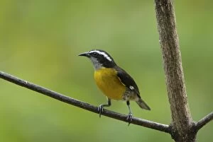 Images Dated 28th April 2006: Bananaquit - Trinidad