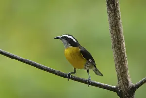 Caribbean Prints: Bananaquit - Trinidad