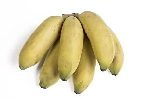 Banana Gallery: Bananas bunch