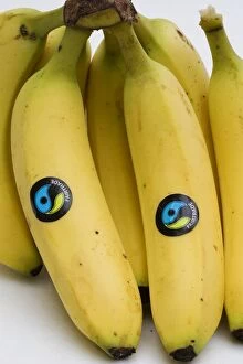 Bananas - bunch of fairtrade Waitrose bananas with