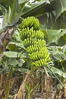 Bananas - growing on tree