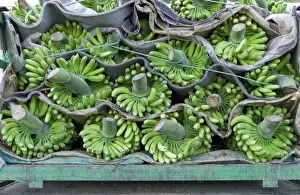 Bananas - loaded and ready for shipment - February - Tenerife