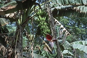 Images Dated 12th September 2007: Bananas - stalk with bunch of green bananas on tree with terminal flower Nepal
