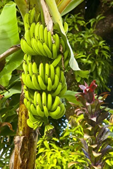 Banana Gallery: Bananas on the tree near Castries, St. Lucia