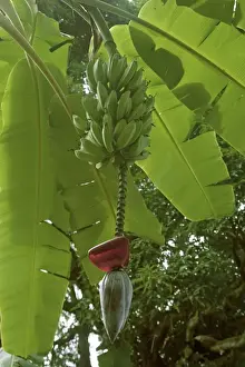 Banana Prints: Bananas on tree - Tanzania - Africa