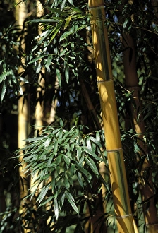 Images Dated 30th April 2007: Banboo - stubbles and foliage
