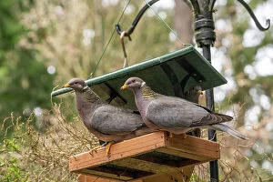 Band Collection: Two Band-tailed Pigeons in a birdfeeder Date: 01-09-2010