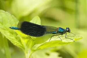 Images Dated 5th May 2007: Banded Agrion Damselfly - male
