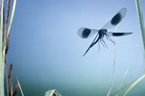 Damselflies Prints: Banded Agrion Damselfly - male formerly: Agrion splendens