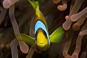 Anemone Fish Gallery: Two Banded Anemonefish / Red Sea Clownfish