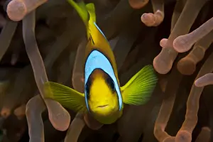 Two Banded Anemonefish / Red Sea Clownfish - Red Sea