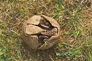 Curl Prints: Three Banded Armadillo - opening - sequence 2 of 3 - controlled conditions 12981