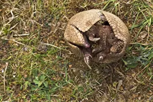 Opening Prints: Three Banded Armadillo - opening - sequence 3 of 3 - controlled conditions 12983