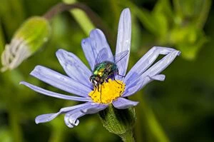 Banded Blowfly - male feeding on nectar from daisy flower