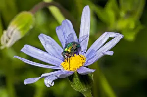 Banded Blowfly - male feeding on nectar from daisy flower. Maggots develop in corpses. Widespread. Grahamstown, Eastern Cape, South Africa