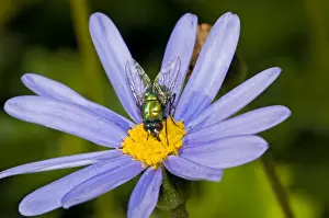 Banded Blowfly - male feeding on nectar from daisy flower. Maggots develop in corpses. Widespread. Grahamstown, Eastern Cape, South Africa