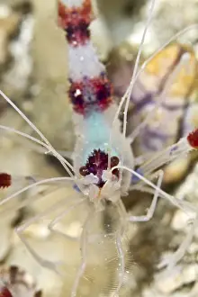Shrimps Prints: Banded Boxer Shrimp - Indonesia