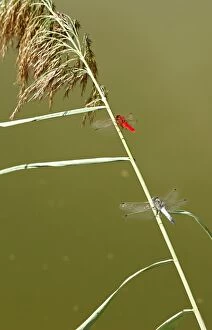 Images Dated 23rd August 2004: Banded Darter Dragonfly - male & female showing sexual dimorphism