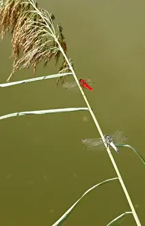Banded Darter Dragonfly - male & female showing sexual dimorphism. Aubignan - Provence - PACA - France