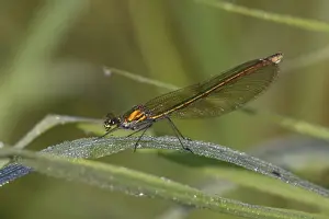 Damselflies Prints: Banded Demoiselle Damselfly - female resting on grass, Lower Saxony, Germany