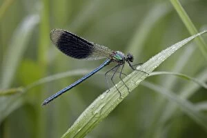 Banded Demoiselle Damselfly - male covered with dew