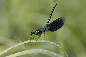 Banded Demoiselle Damselfly - male resting on grass, Lower Saxony, Germany