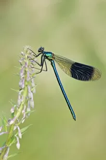 Demoiselle Collection: Banded Demoiselle - damselfly resting on willowherb - Cannock Chase - Staffordshire - England