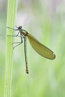 Demoiselle Collection: Banded Demoiselle Damselfly - resting on yellow iris leaf - Cannock Chase - Staffordshire - England
