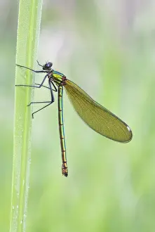 Damselflies Prints: Banded Demoiselle Damselfly - resting on yellow iris leaf - Cannock Chase - Staffordshire - England