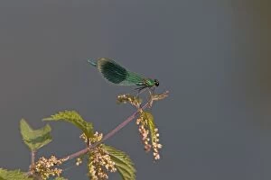Images Dated 10th August 2012: Banded Demoiselle - male