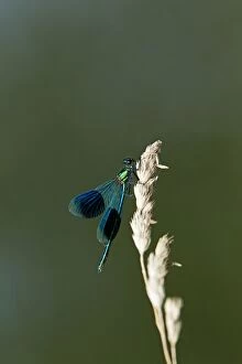 Images Dated 10th August 2012: Banded Demoiselle - male